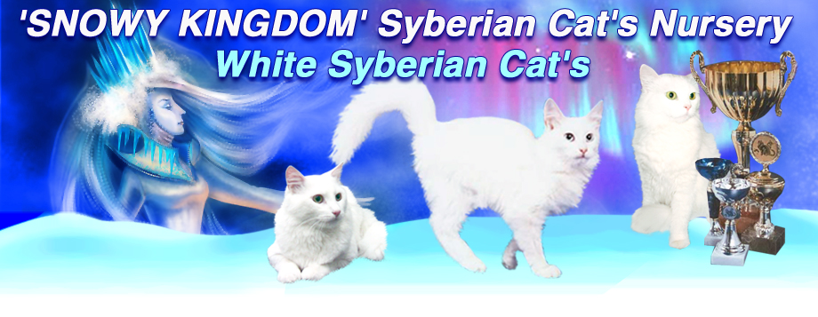 Питомник белых сибирских кошек Снежное Королевство